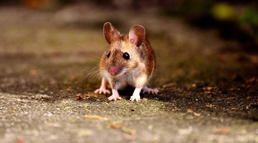 Do You Have Rodents In Your Ducts